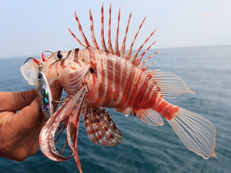 Lionfish