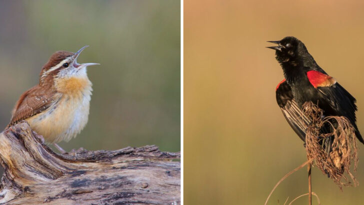 Listen Out for These 18 Beautiful Bird Songs in the United States