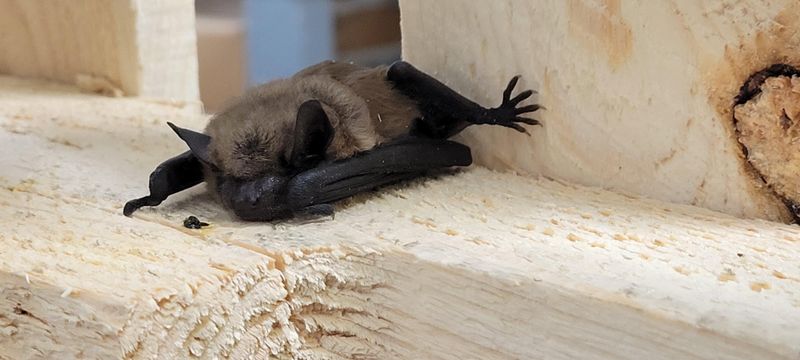 Little Brown Bat