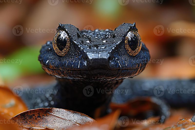 Lizards Gazing Intently