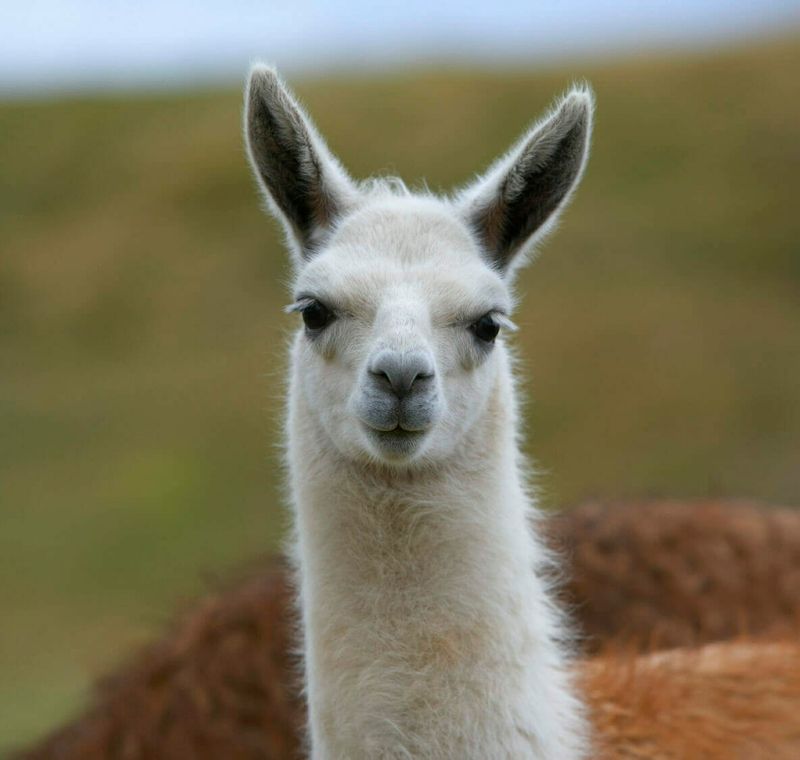 Llama