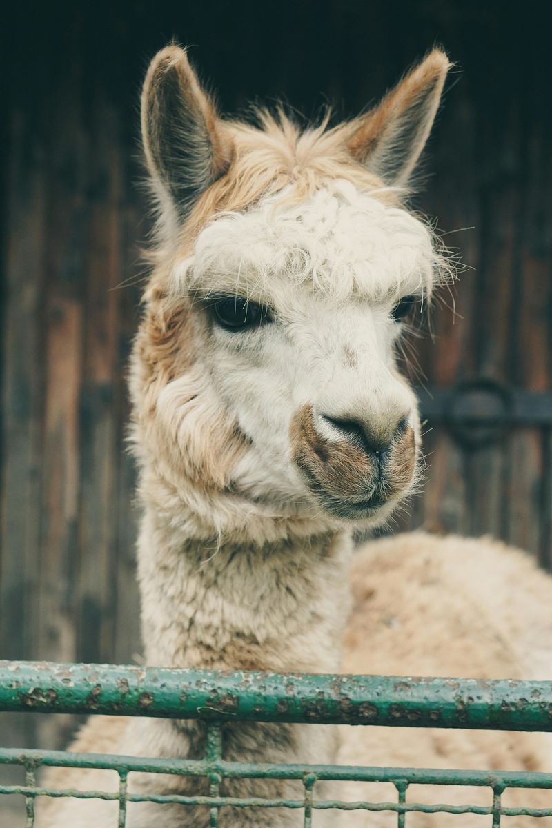 Llamas