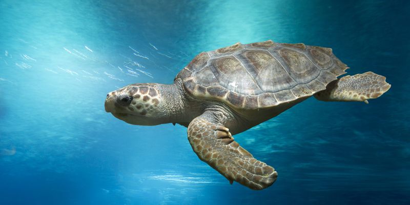 Loggerhead Sea Turtle