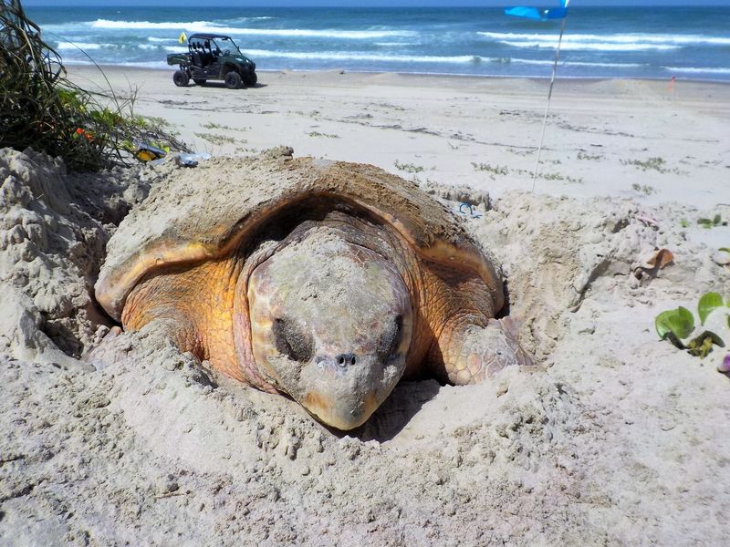 Loggerhead Sea Turtle