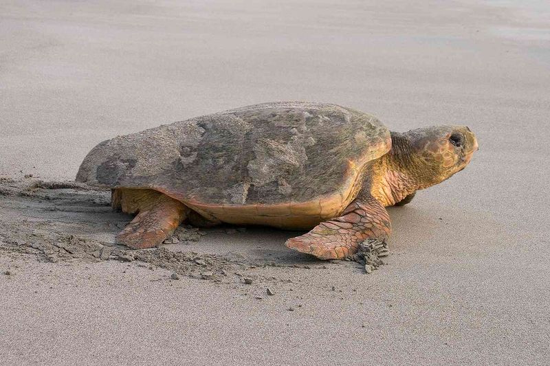 Loggerhead Sea Turtle