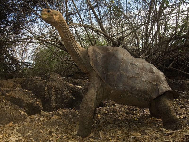 Lonesome George