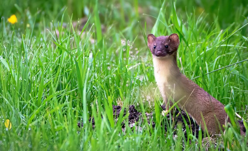 Long-Tailed Weasel