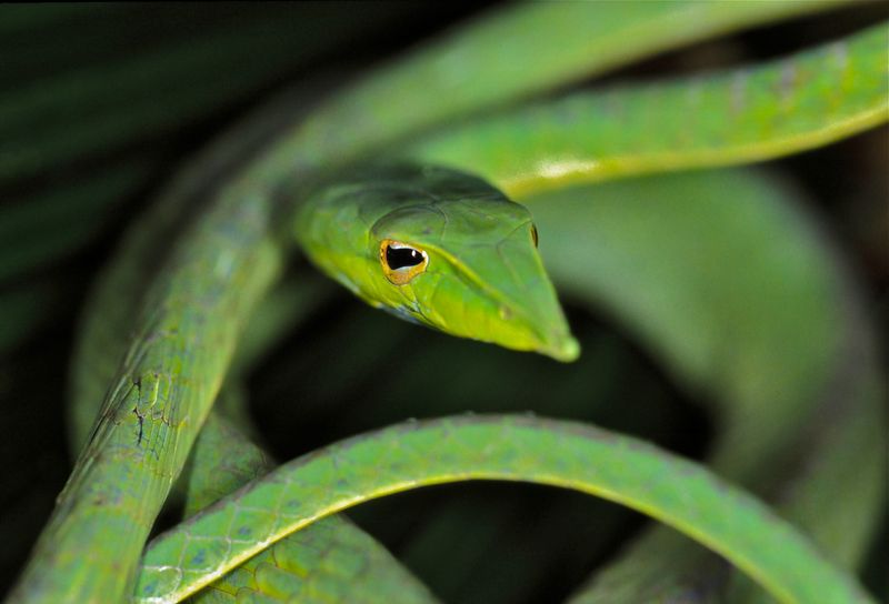 Long-nosed Vine Snake