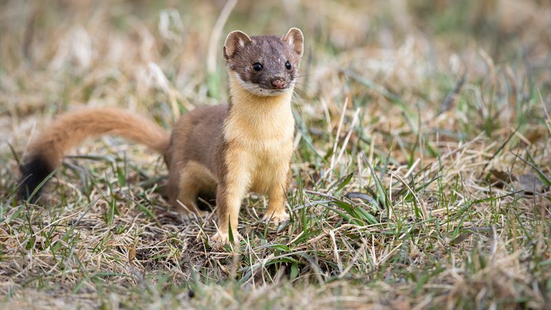 Long-tailed Weasel