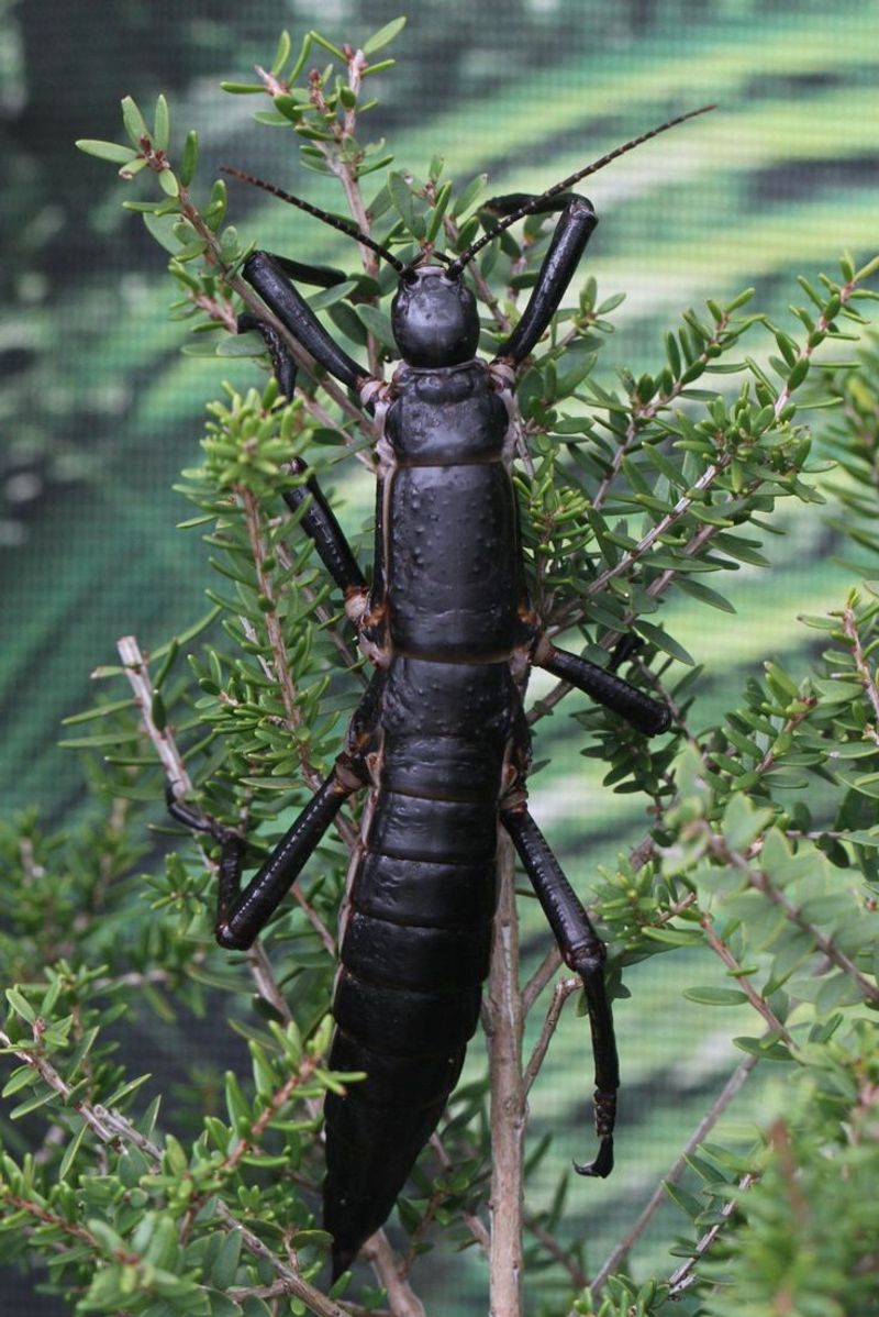 Lord Howe Island Stick Insect