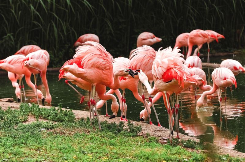 Los Angeles Zoo