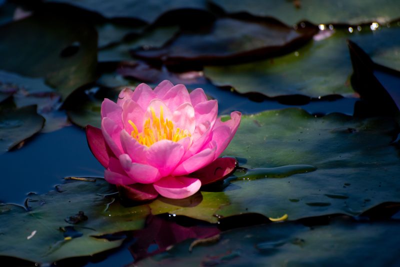 Lotus Flowers