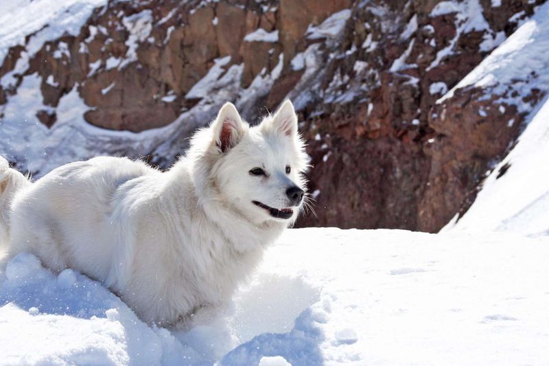 Love for Snow