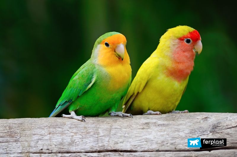 Lovebird