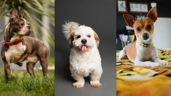 20 Loving and Gentle Dogs That Are Perfect for Seniors