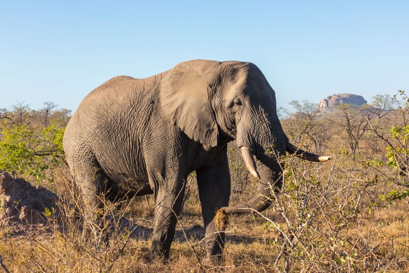 Loxodonta adaurora