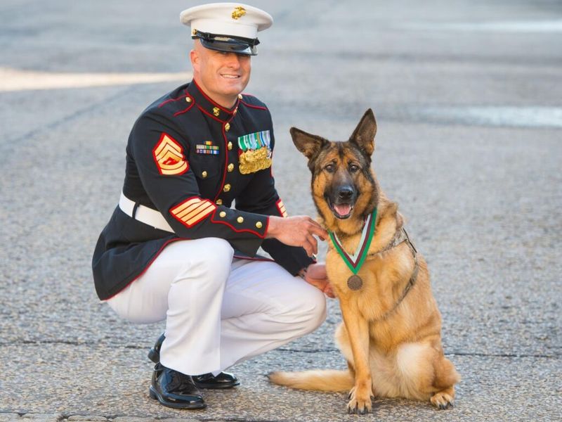 Lucca the Military Dog