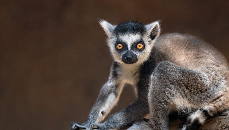 Lulu the Lemur