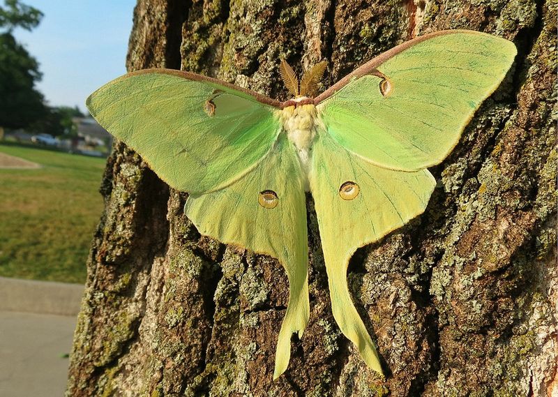 Luna Moth