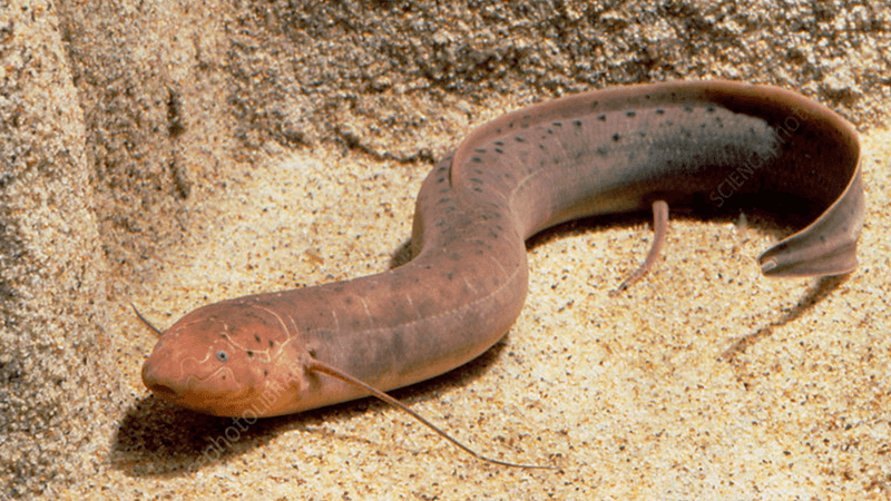 Lungfish