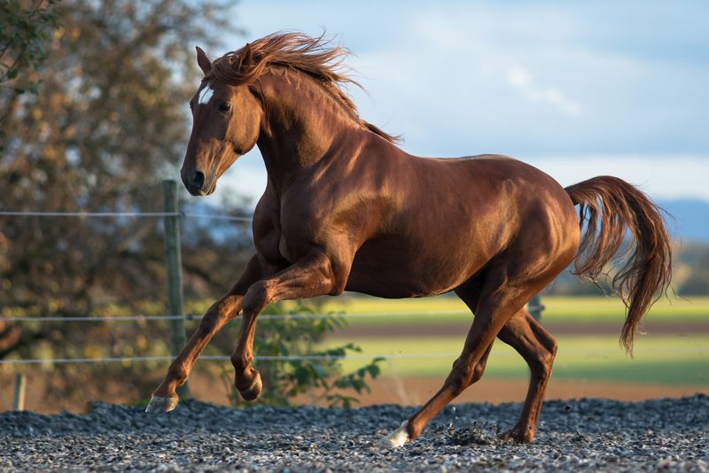 Lusitano