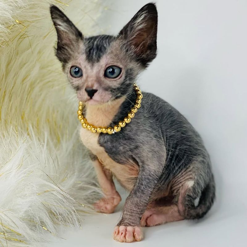 Lykoi