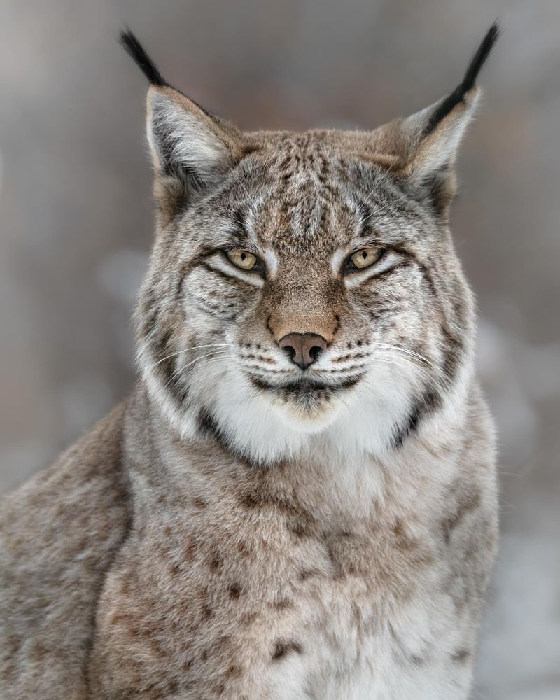 Lynx