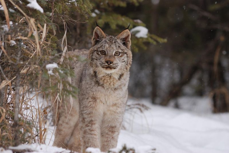 Lynx