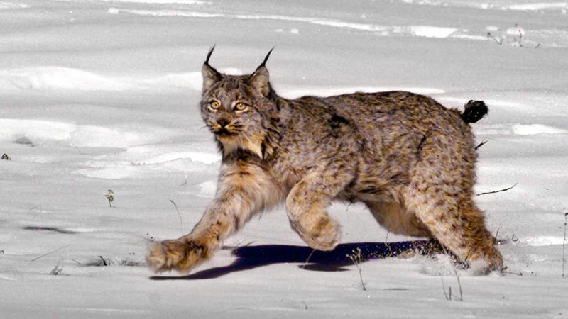 Lynx