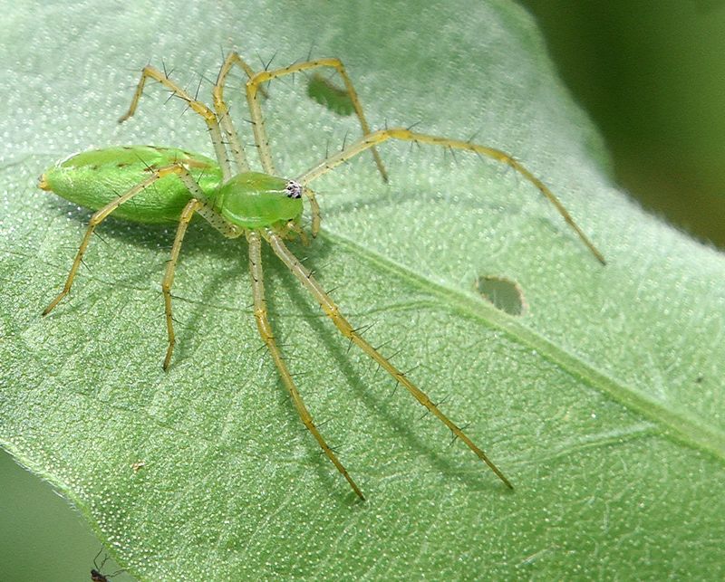 Lynx Spider