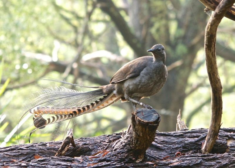 Lyrebird