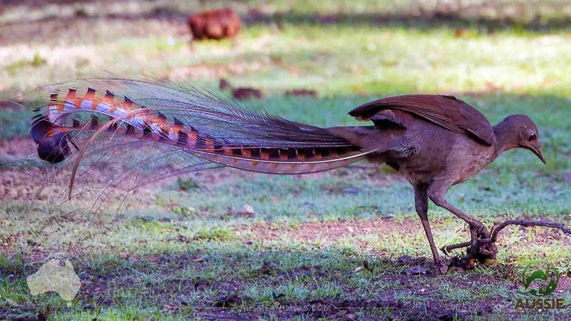 Lyrebird's Mimicry Mastery