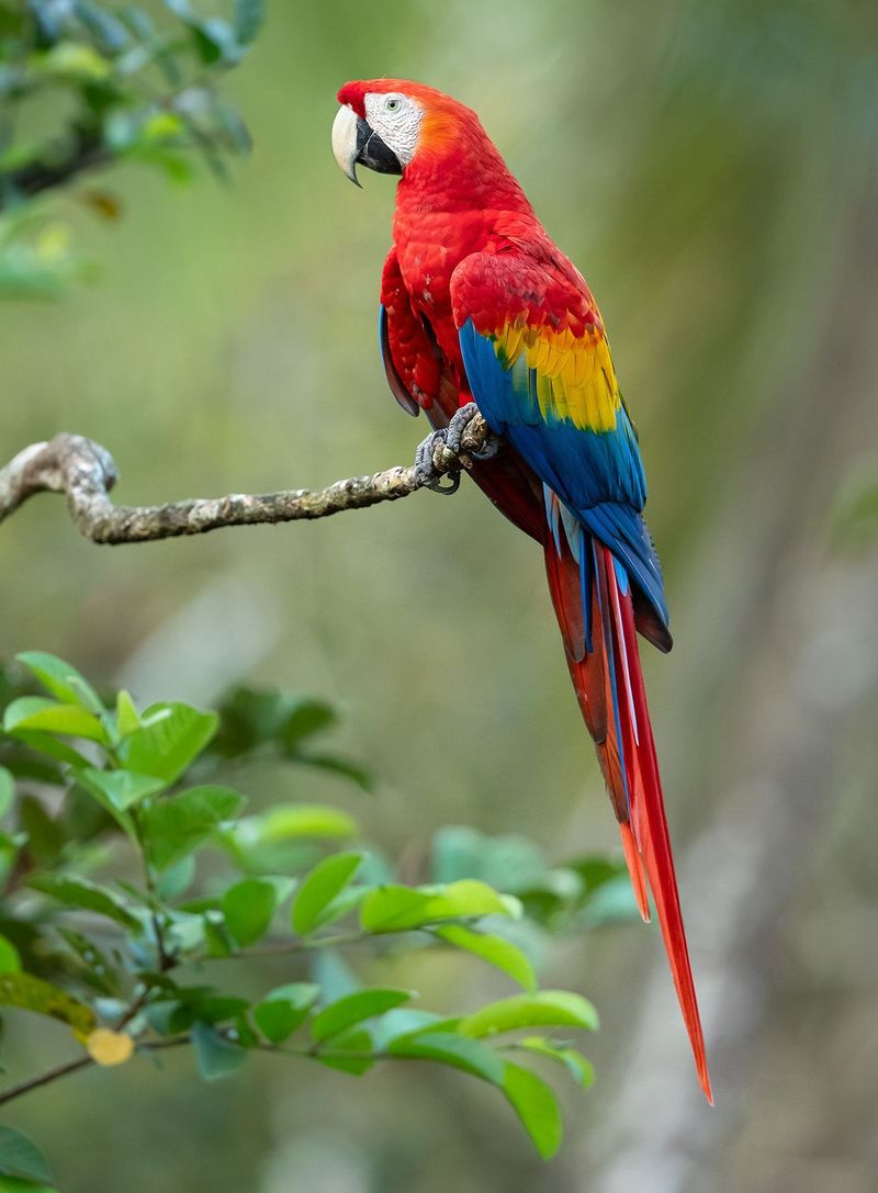 Macaw