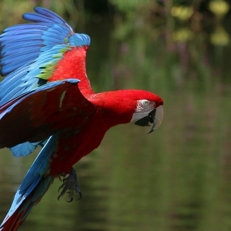 Macaw