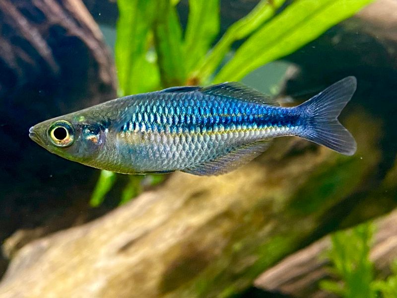 Madagascar's Rainbow Fish