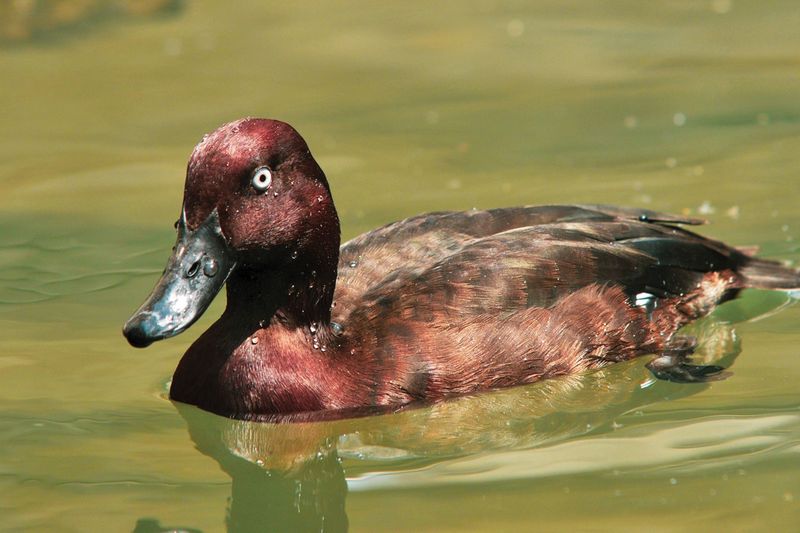 Madagascar Pochard