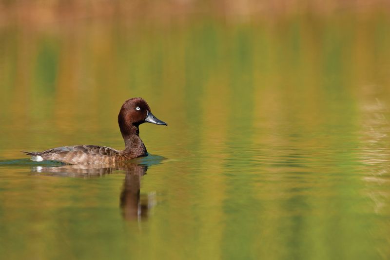 Madagascar Pochard