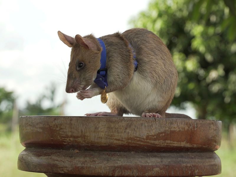 Magawa the Landmine Detection Rat