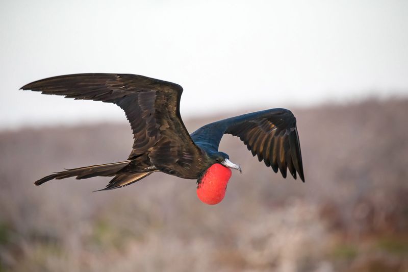 Magnificent Frigatebird