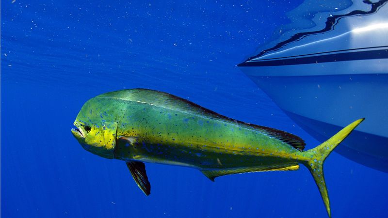 Mahi-Mahi