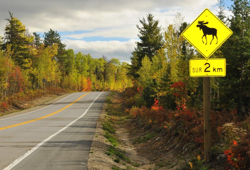 Maine's Moose Crossings