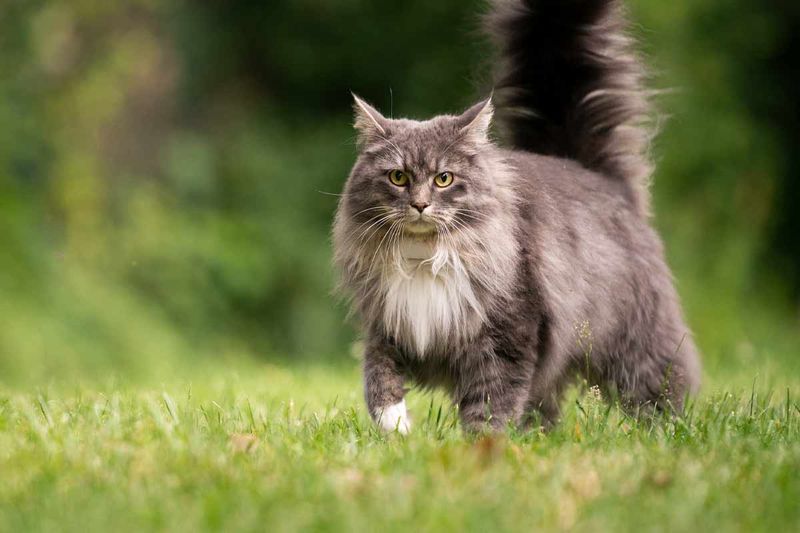 Maine Coon