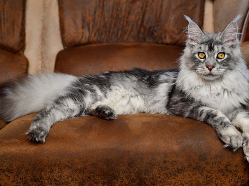 Maine Coon