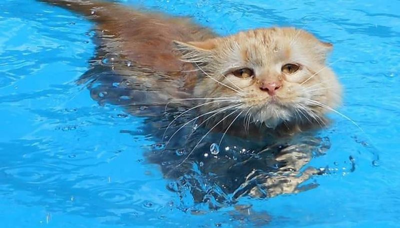 Maine Coon