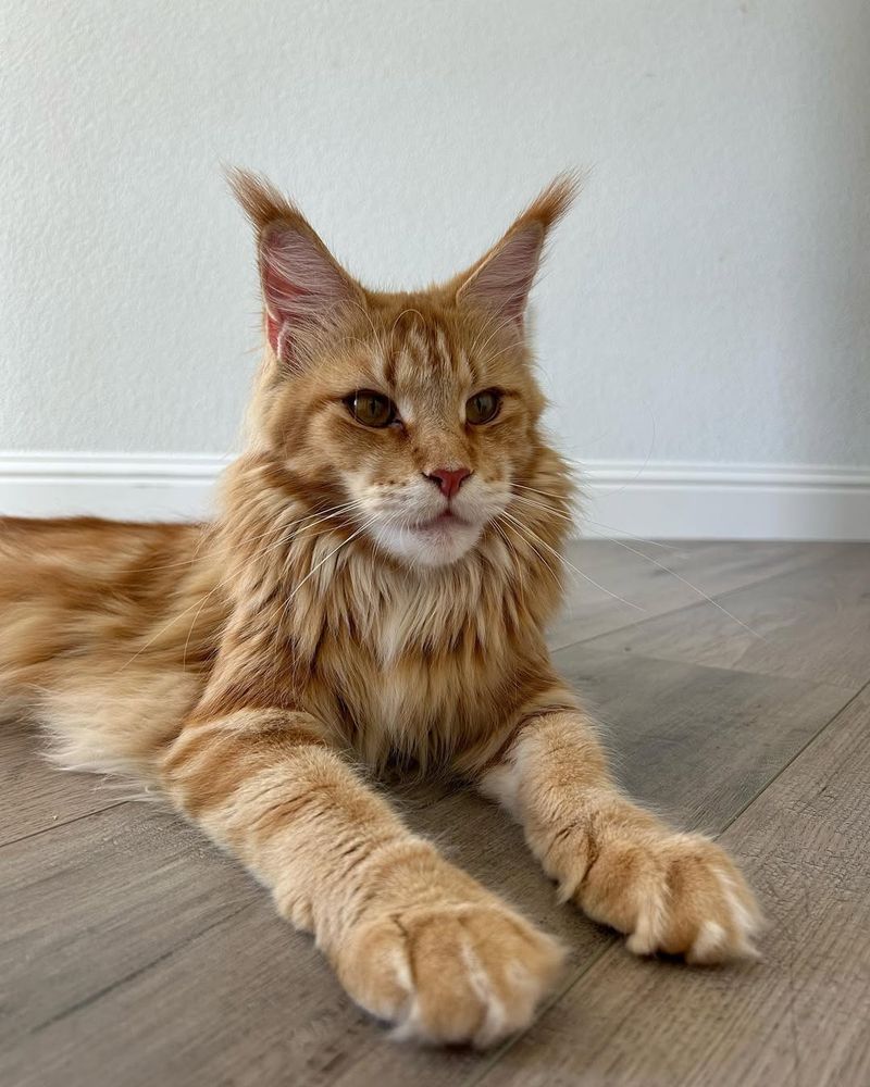 Maine Coon