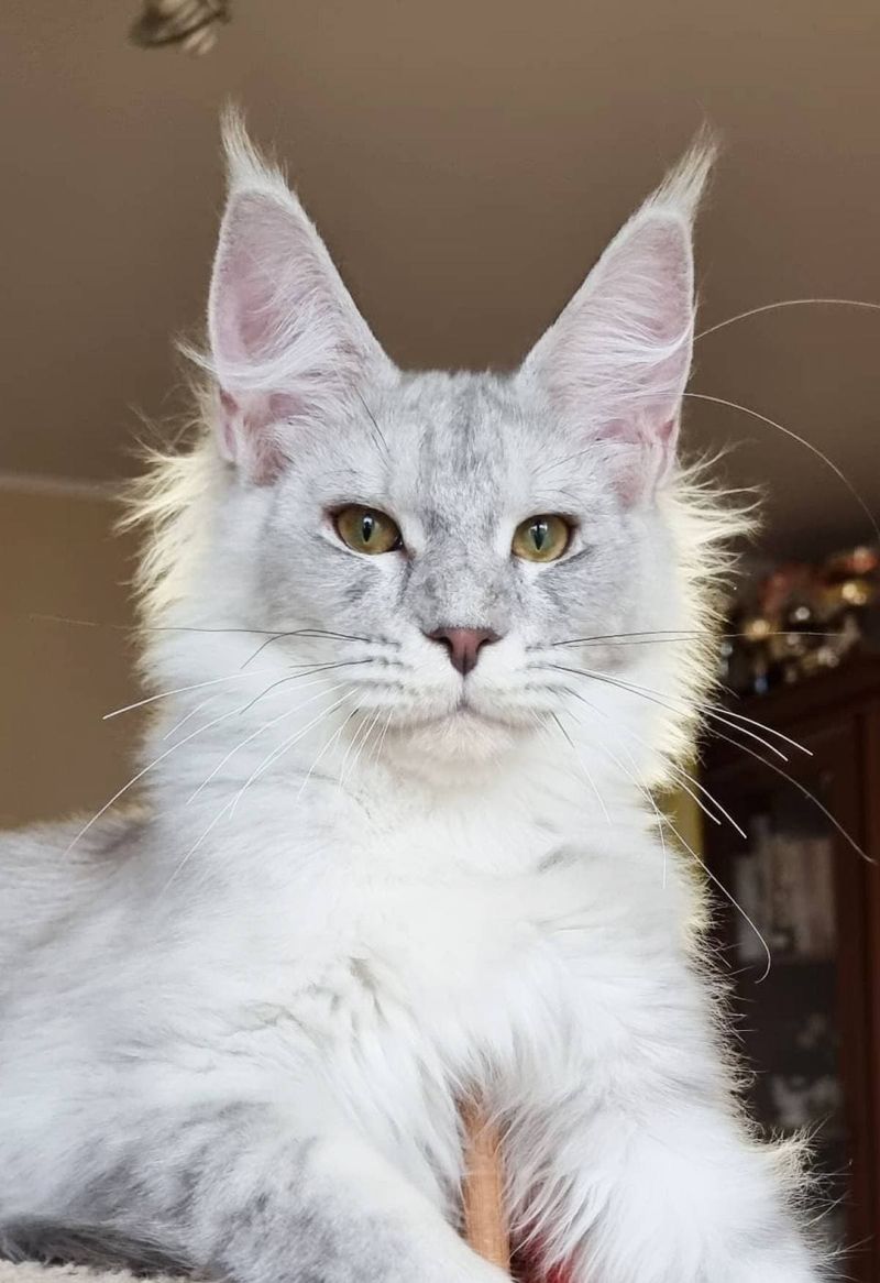 Maine Coon