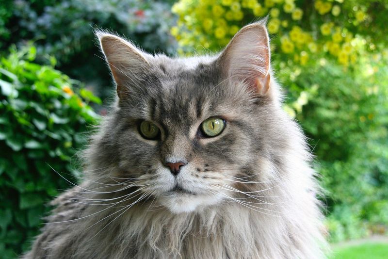 Maine Coon