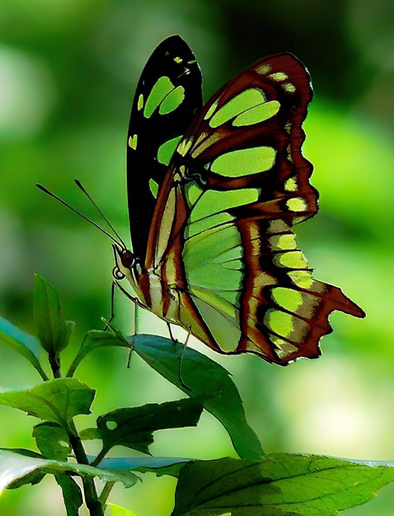 Malachite Butterfly