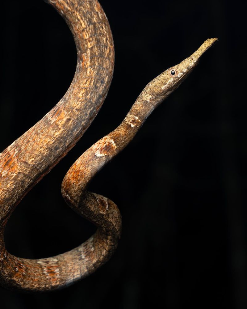 Malagasy Leaf-Nosed Snake