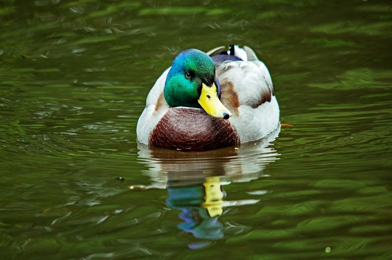 Mallard Duck